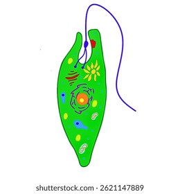 euglena isolada sobre fundo branco micro-organismo microbiologia ciência ilustração