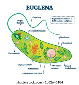 Euglena Vector Illustration Labeled Microorganism Structure Stock ...