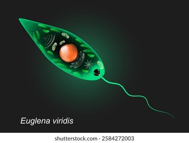 Euglena viridis. Close-up of Unicellular organism on dark background. Protozoa anatomy. Realistic vector illustration