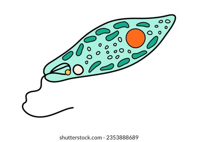 Icono de la ciencia del proteus Euglena Viridis con núcleo, vacuola, contráctil. Laboratorio de educación biológica cartografía protozoo organismo. Microorganismo unicelular audaz y brillante. Ilustración del vector aislada en