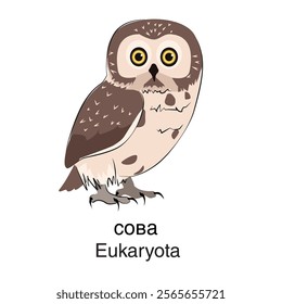 Eukaryota.  Vector. White background. Owl