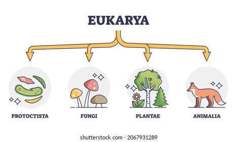 Eukaryotes and eukarya as enclosed nucleus organisms division outline diagram. Labeled educational scheme with protoctista, fungi, plantae and animalia biological classification vector illustration.