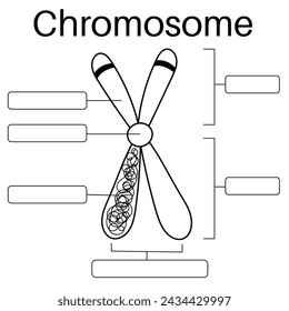 Eukaryotic chromosome structure in human body.