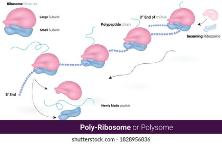 Eukaryotic and  prokaryotic poly ribosome translation mechanism. polysome structure. ribosome vector illustration eps. co translation 