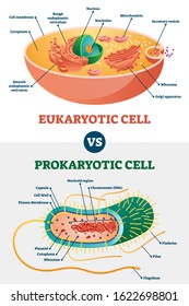 Eukaryotic vs Prokaryotic cells, educational biology vector illustration diagram. Microbiology scheme with cell type examples. Cell membranes, cytoplasm, chromosomes, ribosomes and various organelles.