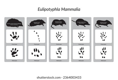 Eulipotyphla Mammalia European Polish animals, vectorized footprints