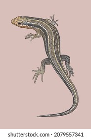 Eumecesfasciatus lizard drawing, exotic, art.illustration, vector