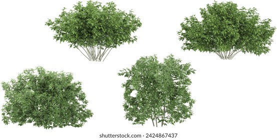 Euonymus Bush, Korean Stewartia Trees isoliert auf weißem Hintergrund, tropische Bäume isoliert für Design, Werbung und Architektur