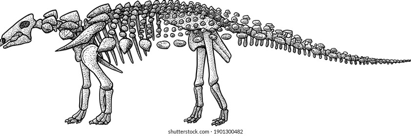 Euoplocephalus skeleton, illustration, drawing, engraving, ink, line art, vector