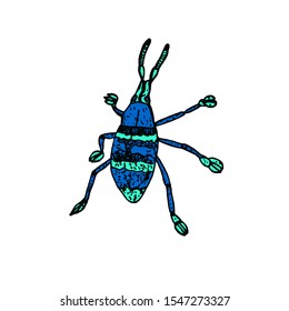 Eupholus magnificus beetle, top view, blue and green stripes, hand drawn  vector sketch illustration with inscription, element for design