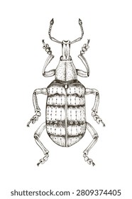 Eupholus Weevil Beetle hand drawn vector