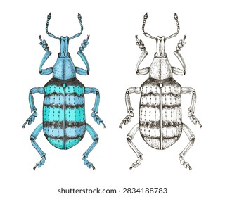 Eupholus Weevil Beetle hand drawn vector