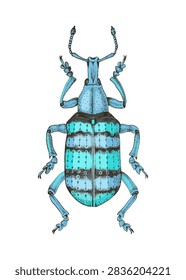 Eupholus Weevil Beetle hand drawn vector