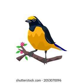 Euphonia clorotica encaramada en una rama. Ilustración vectorial aislada sobre un fondo blanco.