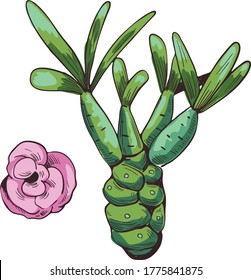 Euphorbia isolated vector illustration. Spurge family Euphorbiaceae and pink flower. Euphorbia milii, Euphorbia false-flower herb with adverse effect, kaloko plant, Euphorbia albomarginata
