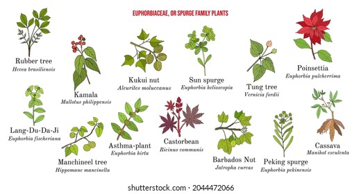 The Euphorbiaceae, or spurge plant family collection. Hand drawn botanical vector illustration