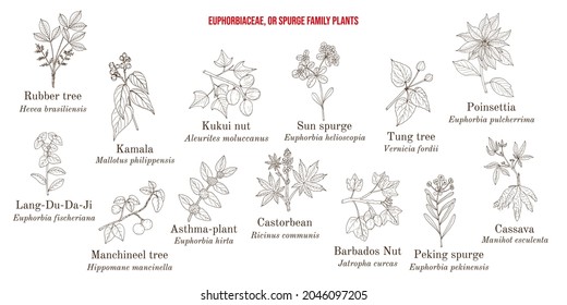 The Euphorbiaceae, or spurge plant family collection. Hand drawn botanical vector illustration