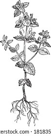 Euphrasia flower, From the Dictionary of Word and Things, 1888.
