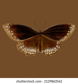 euploea core butterfly drawing natural style