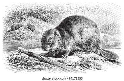 Eurasian Beaver (Castor Fiber) / vintage illustration from Meyers Konversations-Lexikon 1897