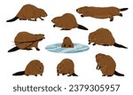 Eurasian beaver set. Realistic Castor fiber beavers walk, sit and swim underwater. Vector animals