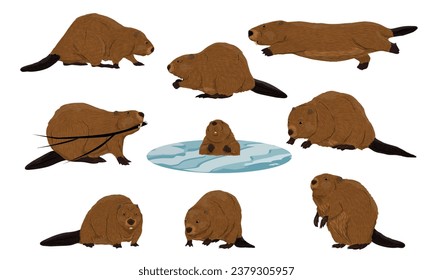 Eurasian beaver set. Realistic Castor fiber beavers walk, sit and swim underwater. Vector animals