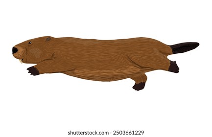 Eurasian beaver swimming. Realistic Castor fiber. Vector animals