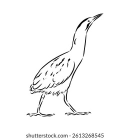 Eurasian Bittern or Great bittern, also known as Botaurus stellaris, bird
