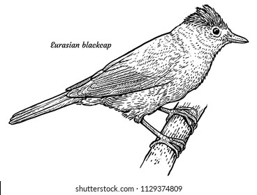 Eurasian blackcap, Sylvia atricapilla illustration, drawing, engraving, ink, line art, vector