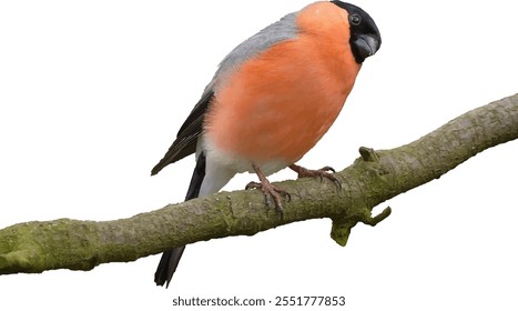 The Eurasian bullfinch, common bullfinch is on a branch in the white background. This vector bird is isolated from an image.