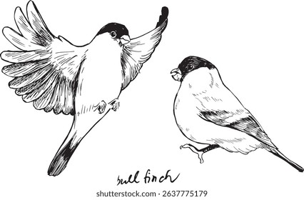 Eurasian bullfinch flying and sitting ink illustrations.  Passerine bird in the finch family vector drawings set. Simple textured sketches of wildlife. Songbird birdwatching line artworks, isolated. 