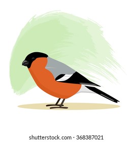 Eurasian bullfinch, vector illustration