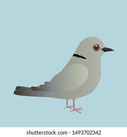 
Eurasian collared dove illustration on a blue background