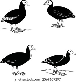 Eurasian coot bird bundle line art and illustrator eps