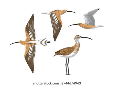 Eurasian Curlew Bird Cartoon Vector