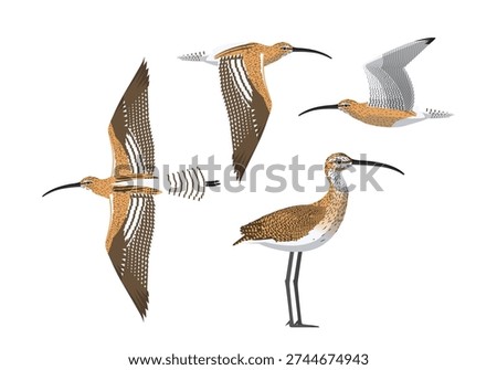 Eurasian Curlew Bird Cartoon Vector