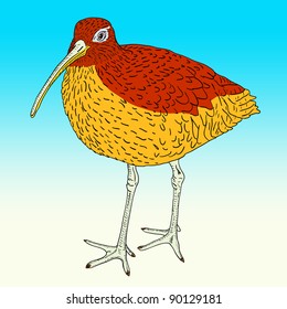 Eurasian Curlew, bird. Vector illustration.