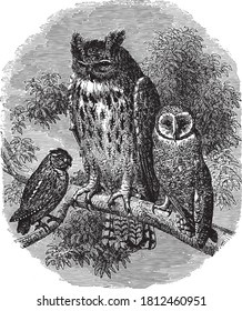 Eurasian eagle-owl, From the Dictionary of Word and Things, 1888.