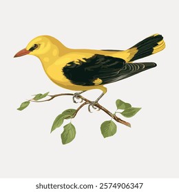 Eurasian golden oriole bird sticker, vector bird animal element. Vintage bird animal art drawing illustration, old painting art print vector. Vintage animal illustration.