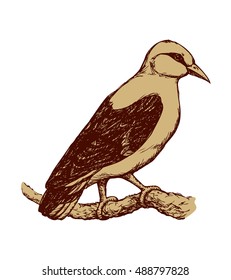 Eurasian Golden Oriole isolated on white background. Freehand outline ink hand drawn image sketchy in art scribble retro style pen on paper. Closeup side view with space for text