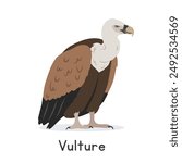 Eurasian griffon vulture vector illustration, cartoon clipart character, animal in flat style. Wild animals, avian, birds concept. Vulture vector design isolated on white background