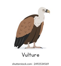 Eurasian griffon vulture vector illustration, cartoon clipart character, animal in flat style. Wild animals, avian, birds concept. Vulture vector design isolated on white background