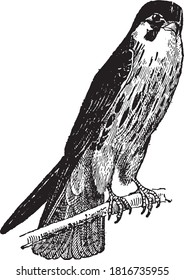 Eurasian hobby, From the Dictionary of Word and Things, 1888.