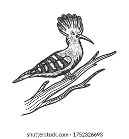 Eurasian Hoopoe Bird Sketch Engraving Vector Stock Vector (Royalty Free ...