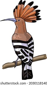 imagen vectorial linda de pezuña eurasiática