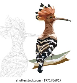 Eurasian Hoopoe isolated drawing vector