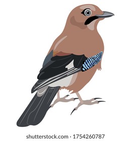 Eurasian jay bird (Garrulus glandarius). Flat cartoon style. Isolated vector illustration.