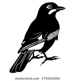 Eurasian jay bird (Garrulus glandarius). Black and white silhouette. Isolated vector illustration.