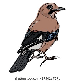 Eurasian jay bird (Garrulus glandarius). Hand drawn colorful sketch. Isolated vector illustration.
