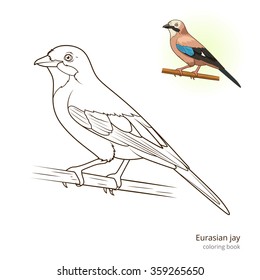 Eurasian jay bird learn birds educational game coloring book vector illustration